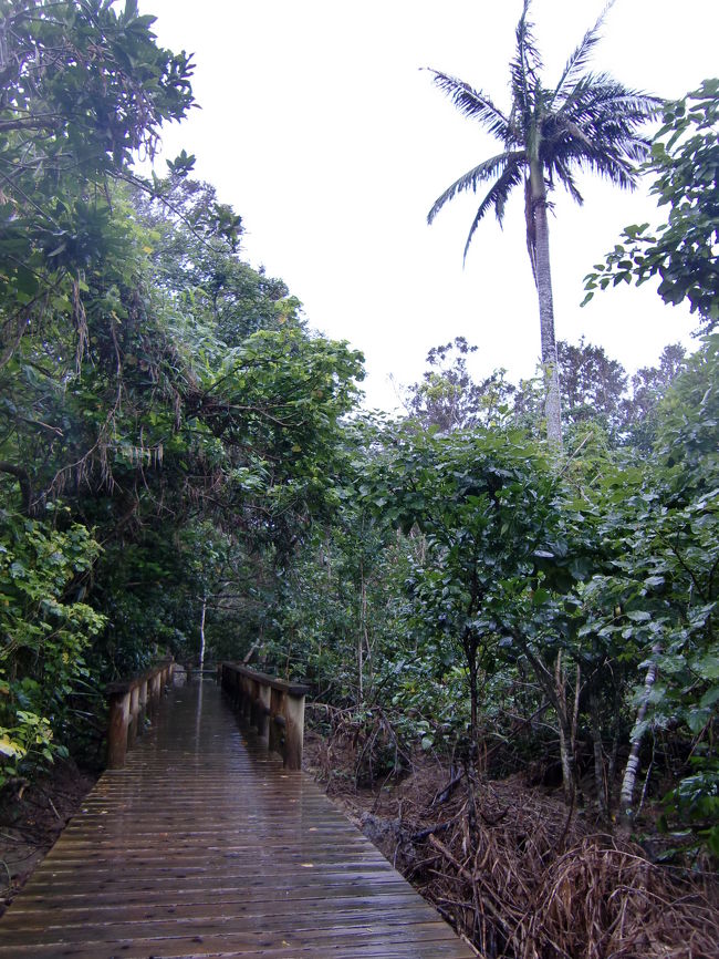 遊歩道を歩いてサキシマスオウノキを見に行きます。