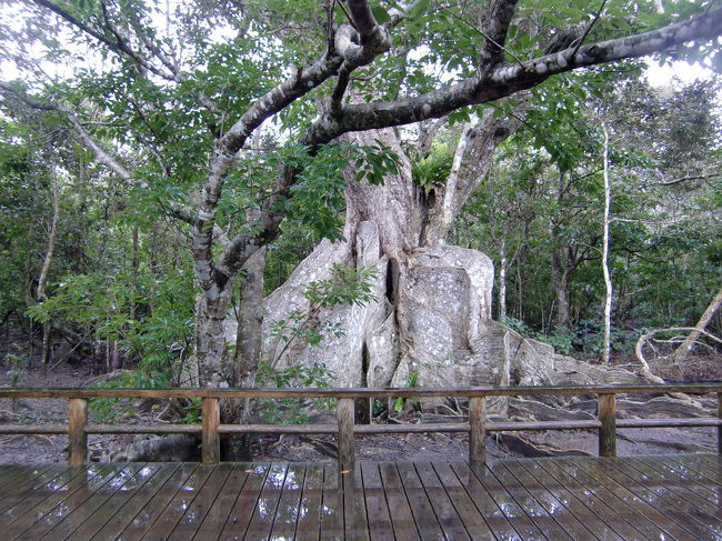 遊歩道の先には…。<br /><br /><br />樹齢400年のサキシマスオウノキ。<br /><br />軟弱な地盤で巨木を支えるため発達した根っこ(板根)が特徴で、<br />昔はその根っこを切り取り船の舵やまな板として利用したそうです。