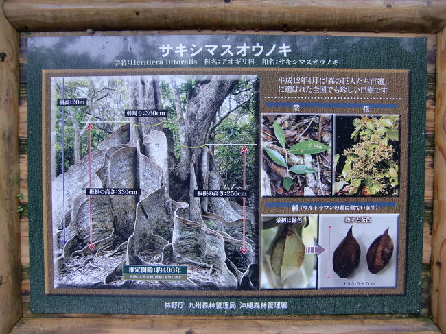 サキシマスオウノキの説明