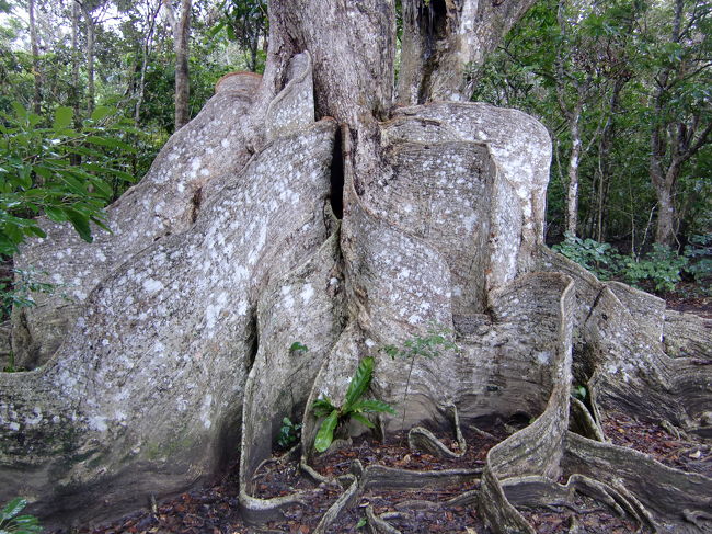 巨大な板根に圧倒されます。<br />
