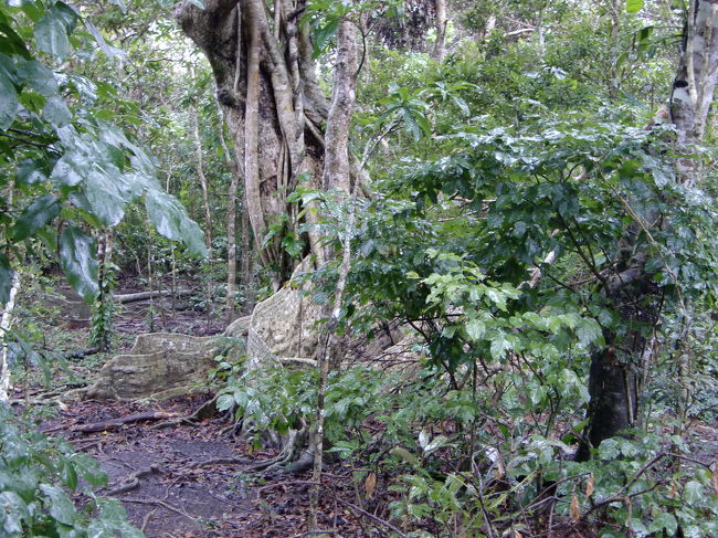 近くには他にもサキシマスオウノキが、これもいつかは大きくなるのでしょうね。
