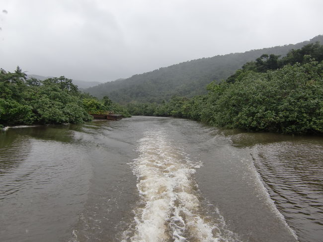 サキシマスオウノキを見物し乗ってきた船で大原港へ戻ります。