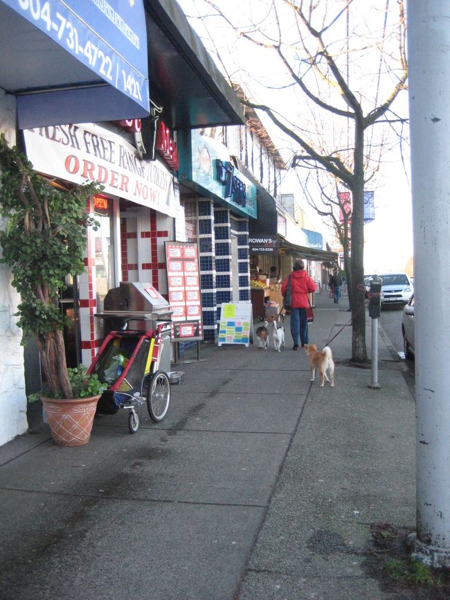 お店に入った飼い主を待っている柴犬。<br /><br />犬連れで買い物している人多いです。<br />みんなお店の前でおりこうに待っていてすごい！