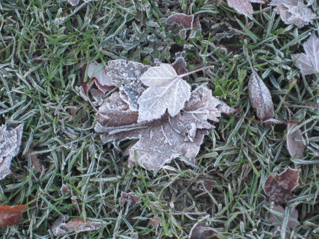 ただし、すっきり晴れているぶんとっても寒〜い。。<br />霜は降りているし、池には氷が張っていました。