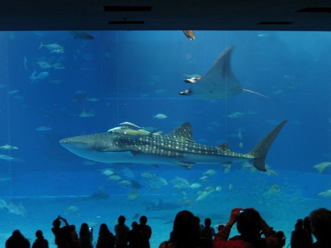 さて、今回のツアーには美ら海水族館の入場券が付いていたので、行かなきゃもったいない。<br />ということで、レンタカーで走ること約１時間、美ら海水族館に到着！<br />