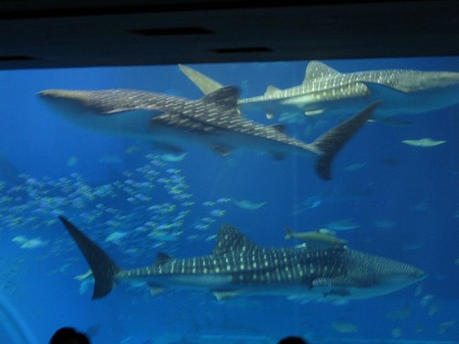 おっー、シャッターチャンス！<br />でも・・・上手く撮れていなかった。。。