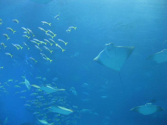 イルカのおきちゃんショーを見たり、美ら海水族館は何度来ても飽きないな。<br />さてと、次は・・・