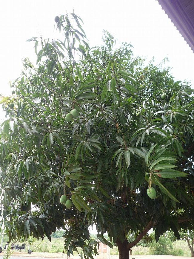 フォス・ド・イグアス、ブラジル出入国管理事務所敷地内に咲いていたマンゴの木。