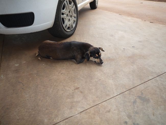 フォス・ド・イグアス、ブラジル出入国管理事務所前に寝ていたワンちゃん。