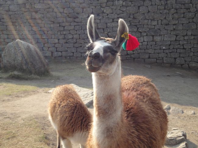 リャマがいた。<br />笑ってるっぽい。