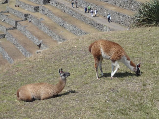 のどかな風景・・。<br /><br />マチュピチュを存分に満喫した後、市場で買物。<br />それから16：00の列車へクスコへいったん戻る。<br /><br />そしたら、クスコの宿がオーバーブッキングで取れてないとの連絡が！<br />代わりにグレードの良い宿に泊まれることになってラッキー♪