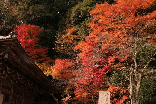 あ あ あ 城崎は 温泉と紅葉とロープウェイに新鮮なお魚が美味しい町だった ダンナと満腹 ゆったり 晩秋の城崎温泉二人旅 城崎温泉 兵庫県 の旅行記 ブログ By Kuritchiさん フォートラベル あ あ あ 城崎は 温泉と紅葉とロープウェイに新鮮なお魚が美味しい町だった ダンナと満腹 ゆったり 晩秋の城崎温泉二人旅 城崎温泉 兵庫県 の旅行記 ブログ By Kuritchiさん フォートラベル