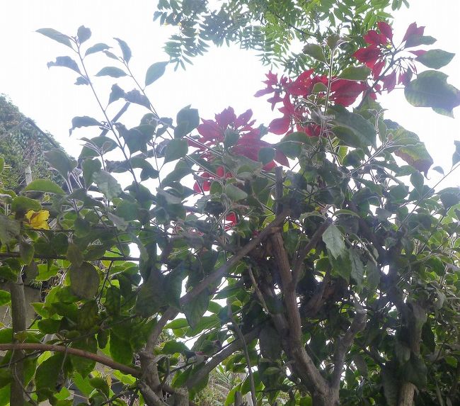 リマの街並み、きれいな花。