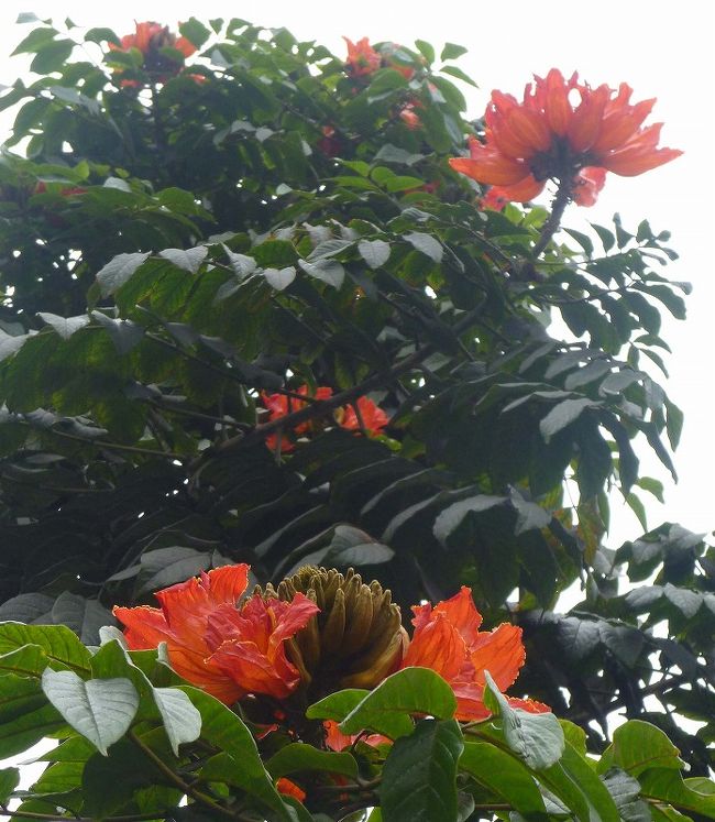 リマの街並み、きれいな花。