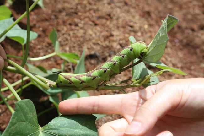 うぎょ！おそらく蛾の幼虫です。