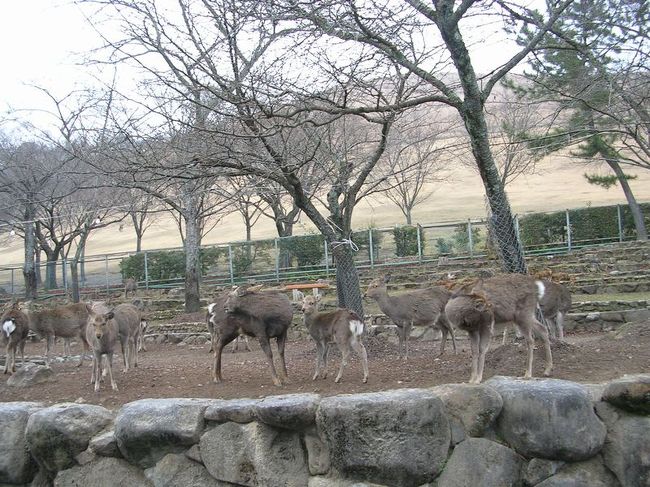 奈良といえば鹿ですね。奈良公園一帯には約1,200頭の鹿が生息しています。