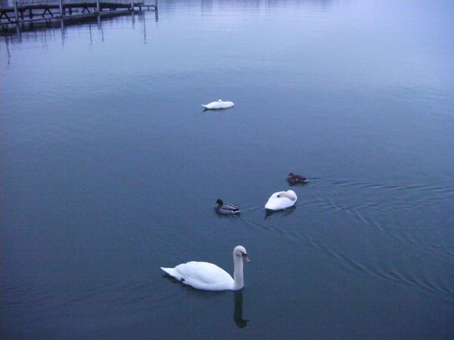 朝早い時間だったので白鳥もまだ夢の中にいます。