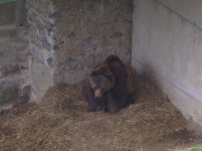 ベルン熊公園の熊さんです。まだ冬眠をせず辺りをうろうろとしていました。