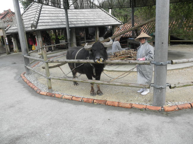 水牛。<br />おとなしい子で、一緒に写真を撮ってもらいました。<br /><br />