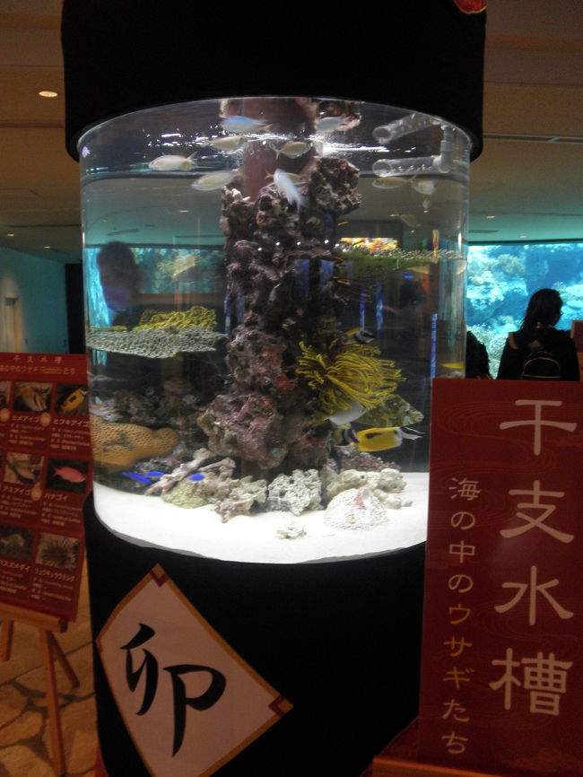 卯年にちなんでウサギとつく魚たちが展示されていました。<br />