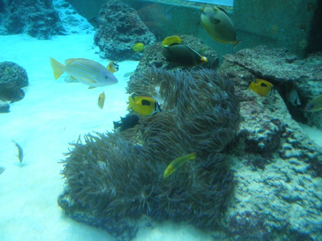 熱帯魚たち。<br />癒されます。<br /><br />どれだけ見てても飽きません。