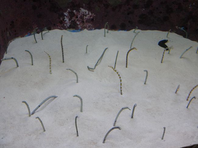 海の生き物版にょろにょろ！？<br /><br />不思議な生き物がいるもんだなぁ。