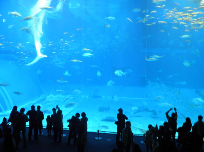 美ら海水族館と言えば！！<br />ココでしょう。<br /><br />想像よりすごくて、ビックリ！！<br />写真撮りまくりました。