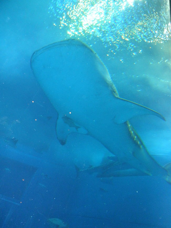 黒潮の海の横のカフェでしばし休憩。<br /><br />水槽が真横の席でゆったり観察。<br />ジンベイザメやマンタも迫力満点で見る事ができるので、オススメです★