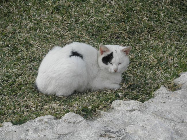 駐車場へ行く途中に日向ぼっこ中のニャンコ発見☆<br />猫好きなんで思わずパチリ。<br /><br />