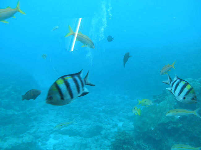 海中展望塔より覗いたところの写真です。<br /><br />結構というかかなり魚が居ます。<br /><br />母は、飼ってるんじゃないの？？と言っていたんですが…<br />自然なもののような気がするし…<br />