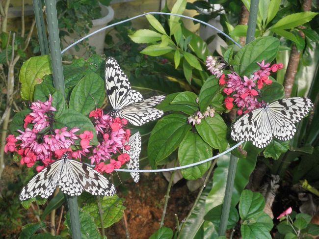 平和祈念堂の裏に、チョウチョを見るところがあったので見てきました。<br />このチョウチョ、さなぎが金色なんです。<br /><br />なんだか癒されました。