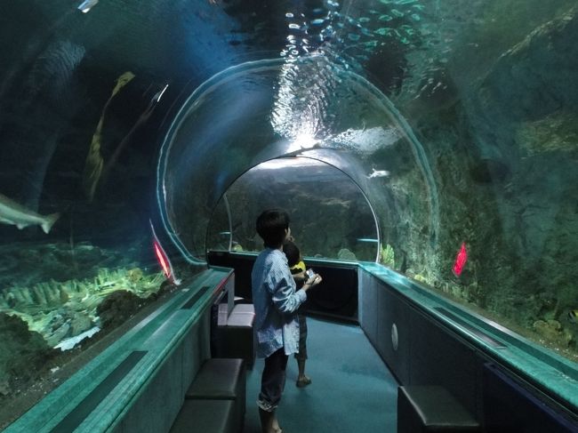 お昼からは定番ですがアンダーウォーターワールドへ。こんなとこに水族館があるの？って感じの場所ですが、案外楽しめました。<br /><br />夜はナイトバーになるんですね〜。水槽前にたくさん座るソファーのようなとこがあるので魚を見ながらのんびりゆったりできます。<br /><br />