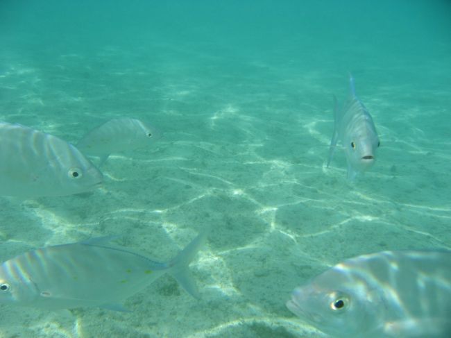 相変わらずPIC方面への潮の流れがきつく、かなりヒルトンよりからエントリーするもあっという間に流される。<br />流されながらお魚ポイントを探す。