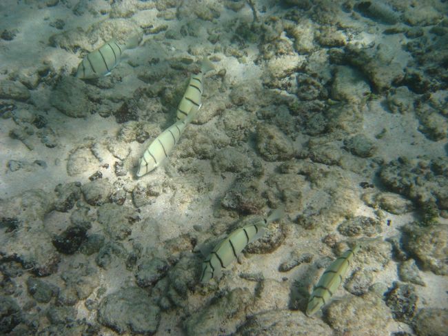 本当はもっと沖の珊瑚礁群まで行きたかったんだけど、フィンを持たずに来たので、この潮の流れに子供2人を見ながらは危険と判断し、岸からそう遠くないところでお魚を探すことに。