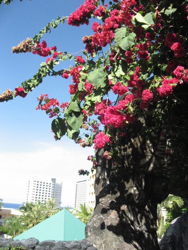 今日は一段と空が青くて綺麗。<br />南国グアムはあちこちに花がたくさん咲いていました。