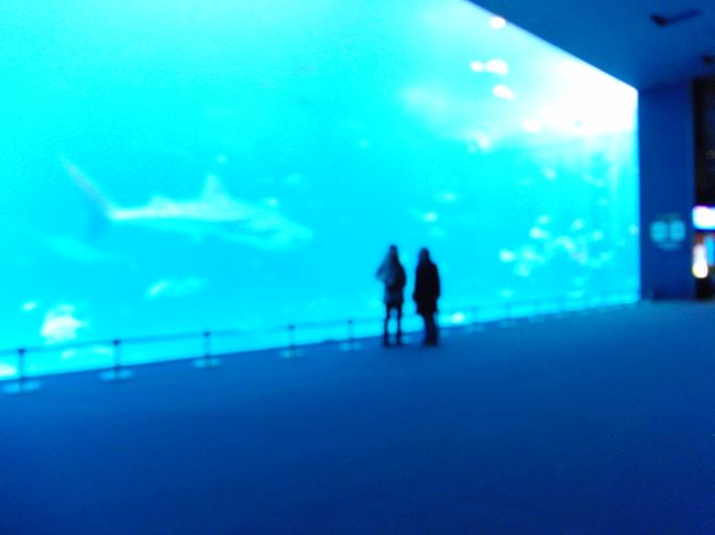 せっかくジンベイざめ真横で撮れたのに、<br /><br />すんごいピンボケ；ｗ