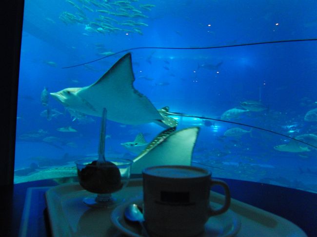 カフェに座りながら、<br /><br />ボーっと水槽見れます＾＾