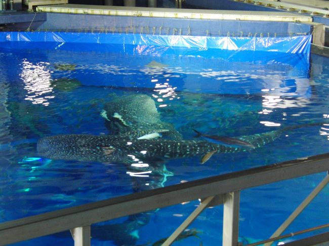 水槽を上から見れる場所があるんですね☆