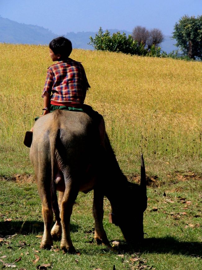 農村では水牛の世話はこどもの仕事<br />2004年、ミャンマー