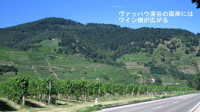 メルクを15：50出発。ドナウ川をメルクで渡り、デュルンシュタインを目指して、ヴァッハウ渓谷を国鉄の路線と並行して走る。<br />渓谷の日当たりのよい丘は、ぶどう畑になっていて、オーストリアでも有名なワイン産地だ。