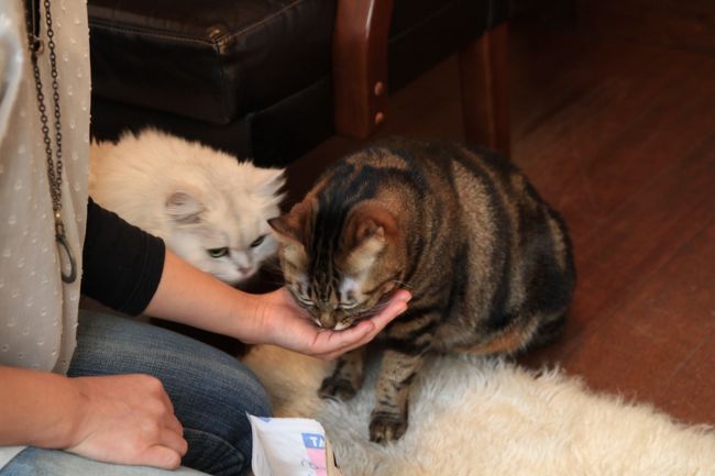 猫カフェ巡り アンティークに囲まれた部屋で ゆったりと猫と戯れる Catteria Cloud 9nine キャッテリア クラウド ナイン 新大阪駅周辺 十三 大阪 の旅行記 ブログ By みにくまさん フォートラベル