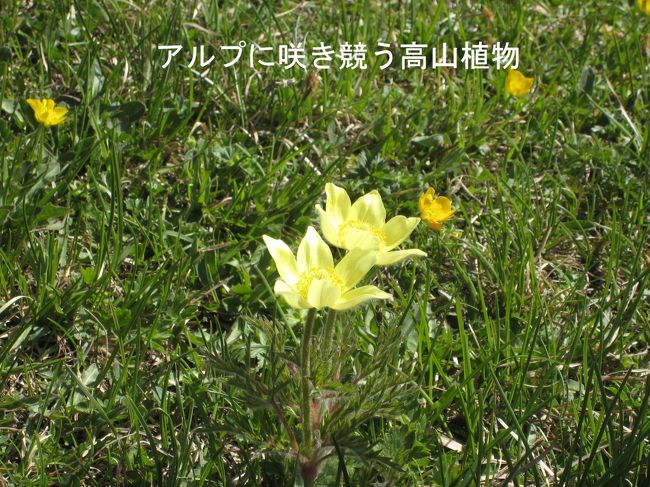 咲き誇る高山植物の花を撮影。花の名前が分からないので、すみません。