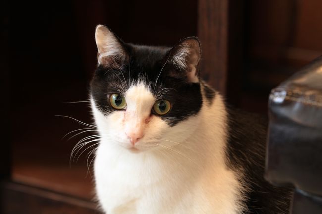 猫カフェ巡り アンティークに囲まれた部屋で ゆったりと猫と戯れる Catteria Cloud 9nine キャッテリア クラウド ナイン 新大阪駅周辺 十三 大阪 の旅行記 ブログ By みにくまさん フォートラベル