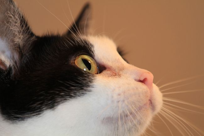 猫カフェ巡り アンティークに囲まれた部屋で ゆったりと猫と戯れる Catteria Cloud 9nine キャッテリア クラウド ナイン 新大阪駅周辺 十三 大阪 の旅行記 ブログ By みにくまさん フォートラベル 猫カフェ巡り アンティークに囲まれた部屋で ゆったりと猫と戯れる Catteria Cloud 9nine キャッテリア クラウド ナイン 新大阪駅周辺 十三 大阪 の旅行記 ブログ By みにくまさん フォートラベル