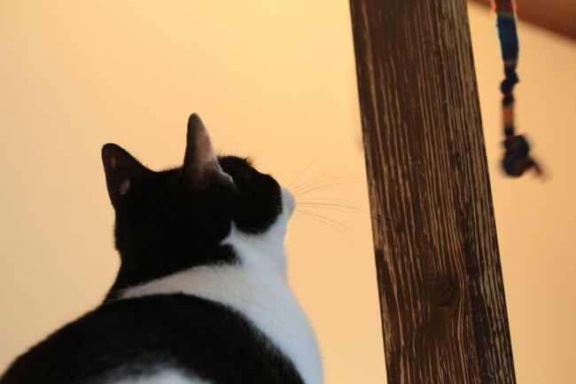 猫カフェ巡り アンティークに囲まれた部屋で ゆったりと猫と戯れる Catteria Cloud 9nine キャッテリア クラウド ナイン 新大阪駅周辺 十三 大阪 の旅行記 ブログ By みにくまさん フォートラベル 猫カフェ巡り アンティークに囲まれた部屋で ゆったりと猫と戯れる Catteria Cloud 9nine キャッテリア クラウド ナイン 新大阪駅周辺 十三 大阪 の旅行記 ブログ By みにくまさん フォートラベル