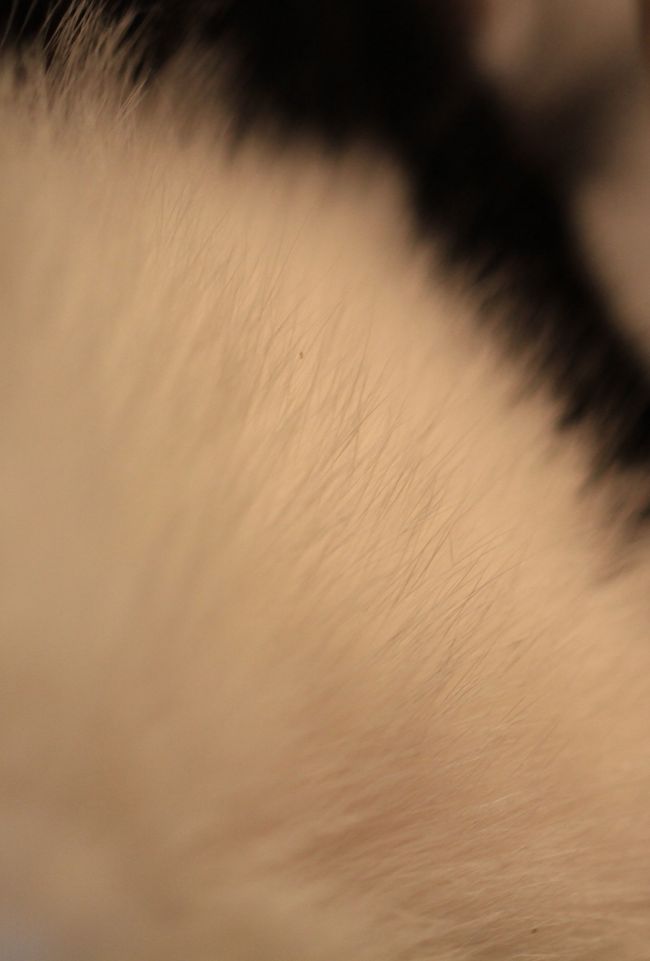 猫カフェ巡り アンティークに囲まれた部屋で ゆったりと猫と戯れる Catteria Cloud 9nine キャッテリア クラウド ナイン 新大阪駅周辺 十三 大阪 の旅行記 ブログ By みにくまさん フォートラベル