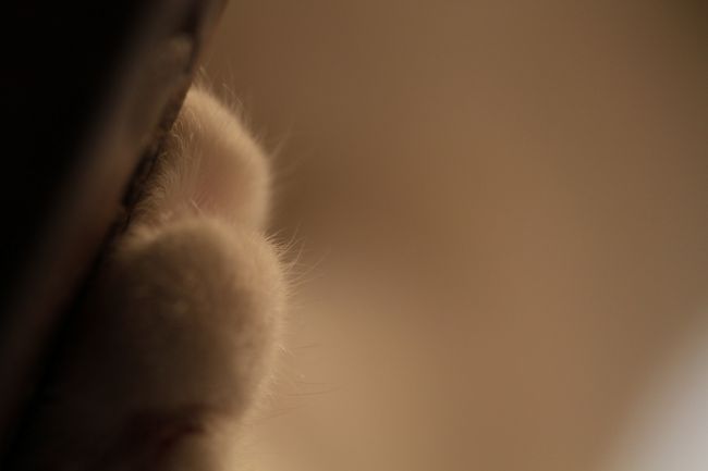 猫カフェ巡り アンティークに囲まれた部屋で ゆったりと猫と戯れる Catteria Cloud 9nine キャッテリア クラウド ナイン 新大阪駅周辺 十三 大阪 の旅行記 ブログ By みにくまさん フォートラベル