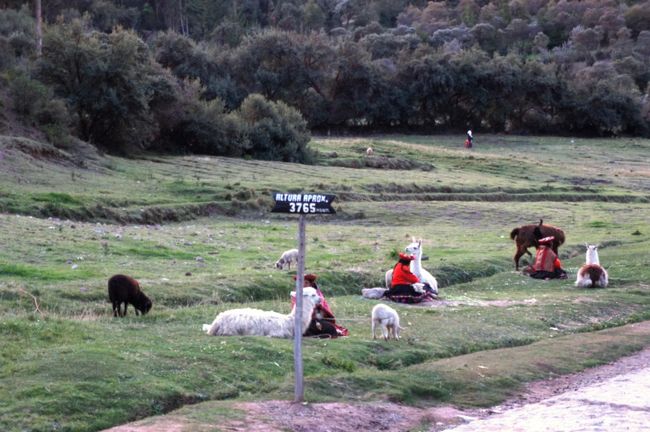 ここはなんと標高３７６５ｍ！富士山の頂上とほぼ変わらないくらいの高さがあります。これだけの高地にある遺跡を全部歩いて回ったら結構ツライでしょうね。<br />