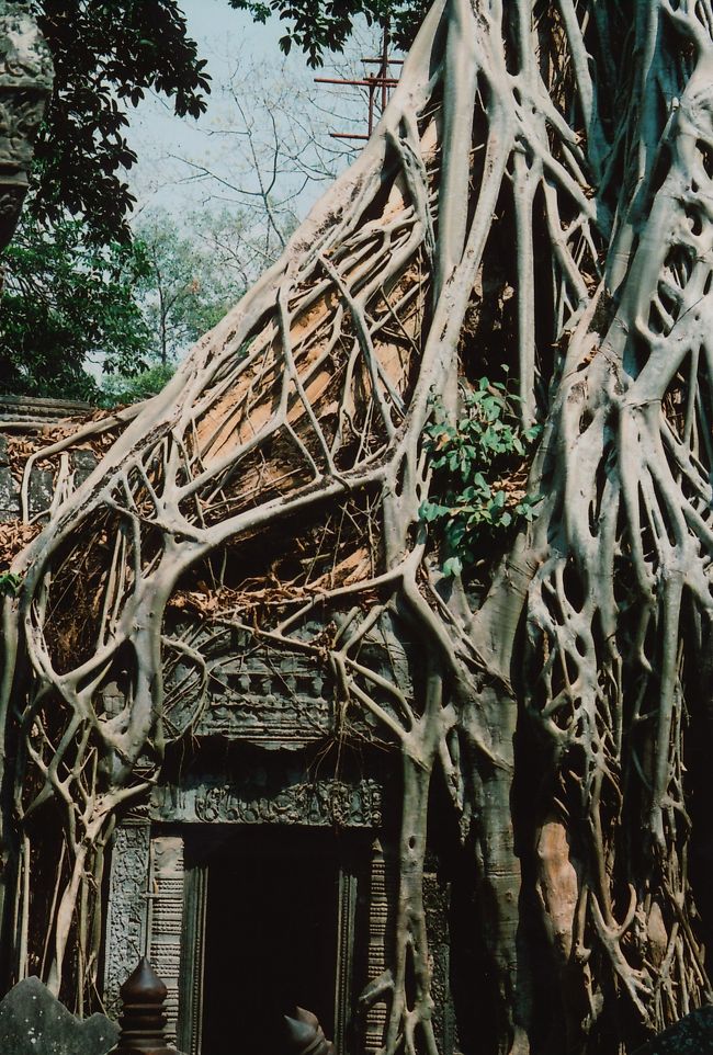 タプロームだったかなーーー