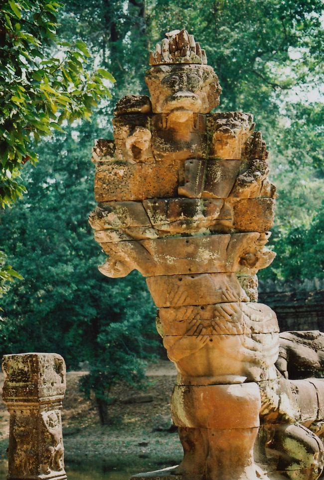 このようにカットされているのもを、見ると悲しくなる。